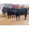 Image 3 : Ranahan Ranch - 765# Yearling Heifers - 46 Head (Whitewood, SK)
