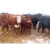 Image 4 : Ranahan Ranch - 765# Yearling Heifers - 46 Head (Whitewood, SK)