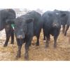 Image 5 : Ranahan Ranch - 765# Yearling Heifers - 46 Head (Whitewood, SK)