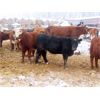 Image 6 : Ranahan Ranch - 765# Yearling Heifers - 46 Head (Whitewood, SK)