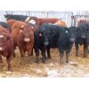 Image 7 : Ranahan Ranch - 765# Yearling Heifers - 46 Head (Whitewood, SK)