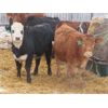 Image 9 : Ranahan Ranch - 765# Yearling Heifers - 46 Head (Whitewood, SK)