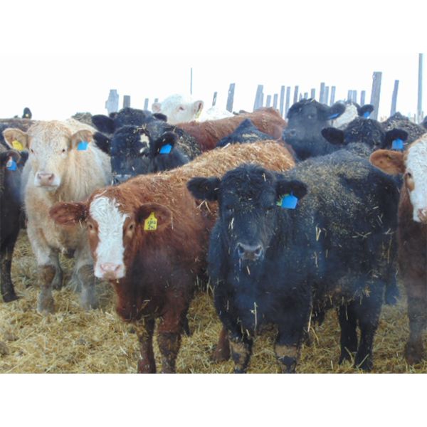 Mile West Feeders - 970# Weaned Steers - 115 Head (Scandia, AB)