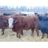 Image 3 : Mile West Feeders - 970# Weaned Steers - 115 Head (Scandia, AB)