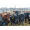 Image 4 : Mile West Feeders - 970# Weaned Steers - 115 Head (Scandia, AB)