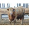 Image 5 : Mile West Feeders - 970# Weaned Steers - 115 Head (Scandia, AB)