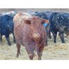 Image 6 : Mile West Feeders - 970# Weaned Steers - 115 Head (Scandia, AB)