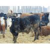 Image 8 : Mile West Feeders - 970# Weaned Steers - 115 Head (Scandia, AB)