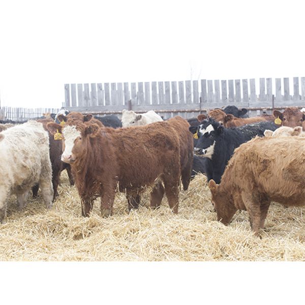 Martee Farm & Ranch - 675# Weaned Heifers - 90 Head (Midale, SK) VBP+