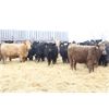 Image 2 : Martee Farm & Ranch - 675# Weaned Heifers - 90 Head (Midale, SK) VBP+