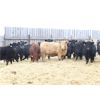 Image 3 : Martee Farm & Ranch - 675# Weaned Heifers - 90 Head (Midale, SK) VBP+