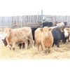 Image 4 : Martee Farm & Ranch - 675# Weaned Heifers - 90 Head (Midale, SK) VBP+