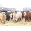 Image 5 : Martee Farm & Ranch - 675# Weaned Heifers - 90 Head (Midale, SK) VBP+
