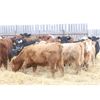 Image 6 : Martee Farm & Ranch - 675# Weaned Heifers - 90 Head (Midale, SK) VBP+