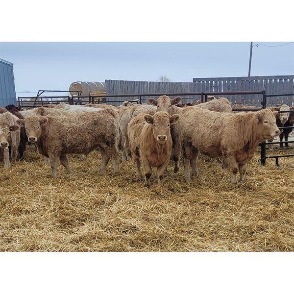 Thomas Evans - 900# Weaned Steers - 40 Head (Langruth, MB)