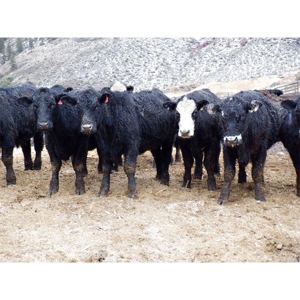 Clifton Ranch - 900# Weaned Steers - 200 Head (Keremeos, BC) VBP+