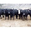 Image 1 : Clifton Ranch - 900# Weaned Steers - 200 Head (Keremeos, BC) VBP+