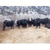 Image 2 : Clifton Ranch - 900# Weaned Steers - 200 Head (Keremeos, BC) VBP+