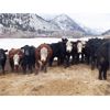Image 3 : Clifton Ranch - 900# Weaned Steers - 200 Head (Keremeos, BC) VBP+