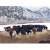 Image 6 : Clifton Ranch - 900# Weaned Steers - 200 Head (Keremeos, BC) VBP+