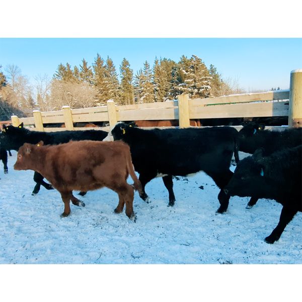 Matt & Alissa Spruyt - 680# Weaned Heifers - 85 Head (Tofield, AB)