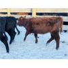 Image 2 : Matt & Alissa Spruyt - 680# Weaned Heifers - 85 Head (Tofield, AB)