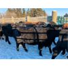 Image 6 : Matt & Alissa Spruyt - 680# Weaned Heifers - 85 Head (Tofield, AB)