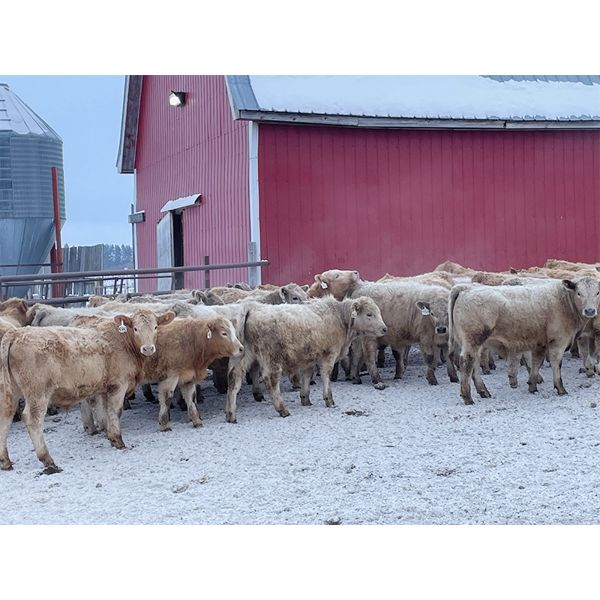 Franklin Cattle Co. - 650# Weaned Steers - 92 Head (Marwayne, AB)