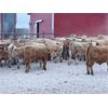 Image 2 : Franklin Cattle Co. - 650# Weaned Steers - 92 Head (Marwayne, AB)