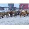 Image 3 : Franklin Cattle Co. - 650# Weaned Steers - 92 Head (Marwayne, AB)