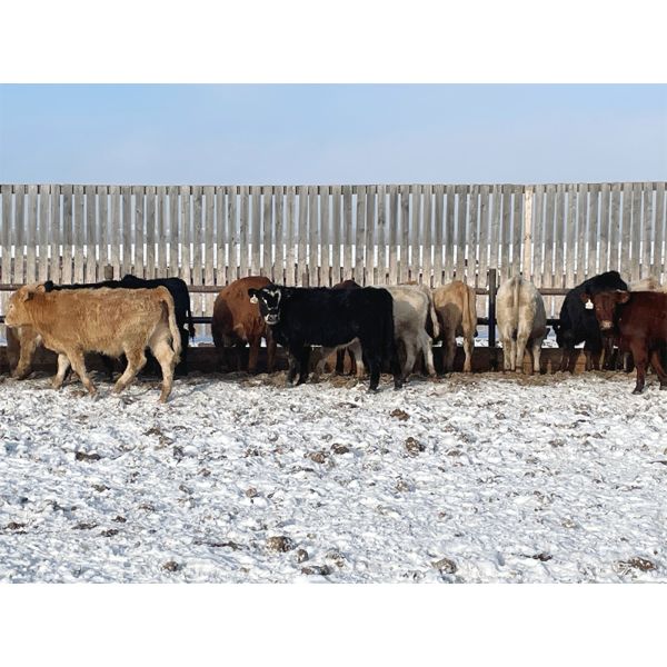 Franklin Cattle Co. - 600# Weaned Steers - 100 Head (Marwayne, AB)