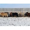 Image 1 : Franklin Cattle Co. - 600# Weaned Steers - 100 Head (Marwayne, AB)
