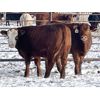 Image 2 : Franklin Cattle Co. - 600# Weaned Steers - 100 Head (Marwayne, AB)