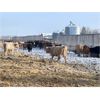 Image 5 : Franklin Cattle Co. - 600# Weaned Steers - 100 Head (Marwayne, AB)