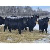 Image 1 : Diamond B Ranch - 660# Weaned Heifers - 53 Head (Livelong, SK)