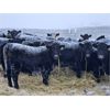 Image 2 : Diamond B Ranch - 660# Weaned Heifers - 53 Head (Livelong, SK)