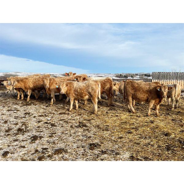Westview Cattle Co. - 691# Steers - 88 Head (Consort, AB)