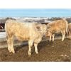Image 4 : Westview Cattle Co. - 691# Steers - 88 Head (Consort, AB)