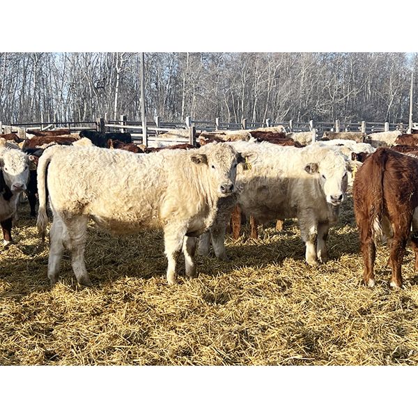 Kertan Farms - 750# Steers - 80 Head (St. Brieux, SK) VBP+