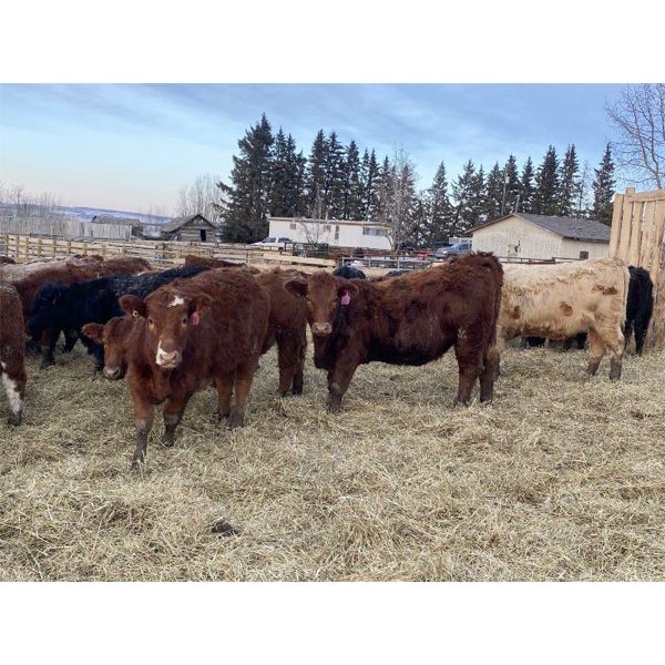 CS Livestock - 700# Heifers - 80 Head (Rimbey, AB)