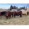 Image 1 : CS Livestock - 700# Heifers - 80 Head (Rimbey, AB)