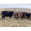 Image 2 : CS Livestock - 700# Heifers - 80 Head (Rimbey, AB)