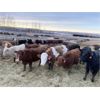 Image 3 : CS Livestock - 700# Heifers - 80 Head (Rimbey, AB)