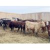 Image 4 : CS Livestock - 700# Heifers - 80 Head (Rimbey, AB)