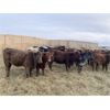 Image 5 : CS Livestock - 700# Heifers - 80 Head (Rimbey, AB)