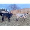 Image 6 : CS Livestock - 700# Heifers - 80 Head (Rimbey, AB)