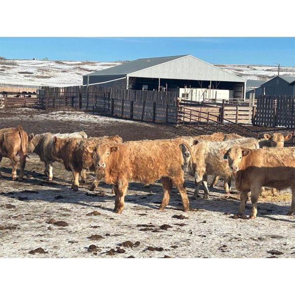 Cross Bar Ranch - 875# Steers - 72 Head (Consort, AB)