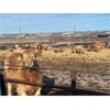 Image 2 : Cross Bar Ranch - 875# Steers - 72 Head (Consort, AB)