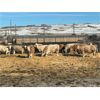 Image 3 : Cross Bar Ranch - 875# Steers - 72 Head (Consort, AB)