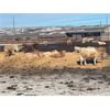 Image 6 : Cross Bar Ranch - 875# Steers - 72 Head (Consort, AB)
